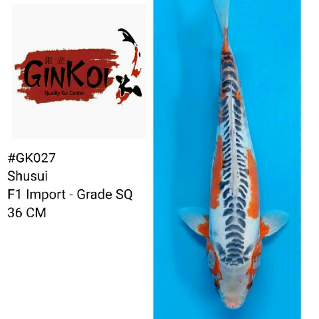 GinKoi - Ikan Koi Sushui Import SQ