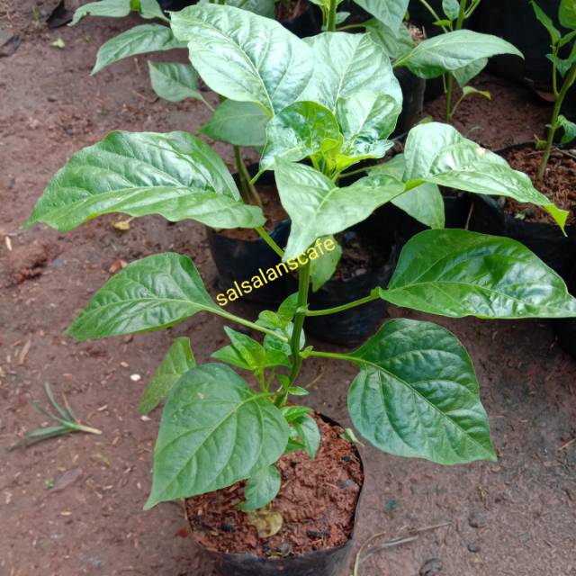 Pohon Cabe Rawit Setan