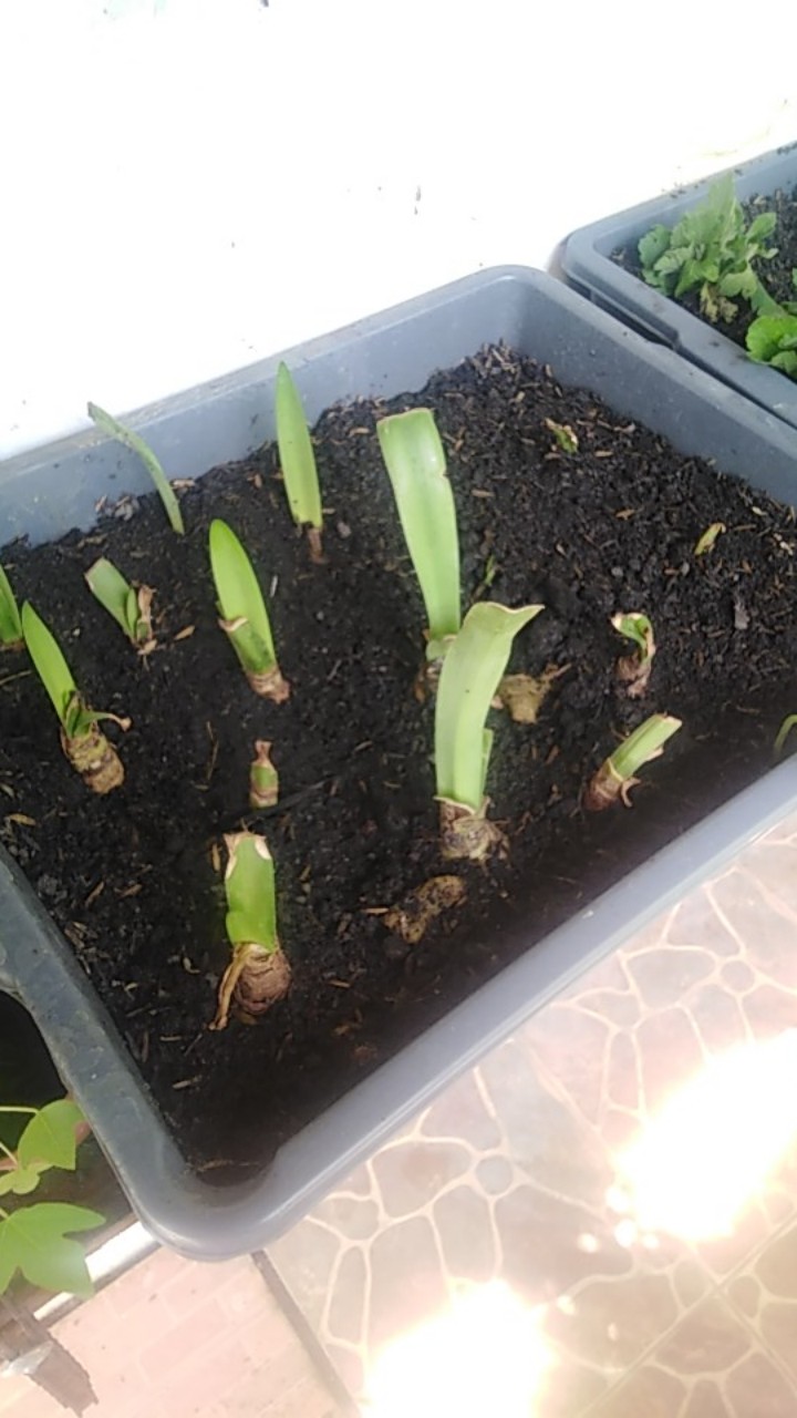 Umbi Amarilis. Umbi Bawang Brojol. Bawang Bawangan Warna Orange