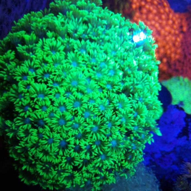 

gonio hijau stabilo size L