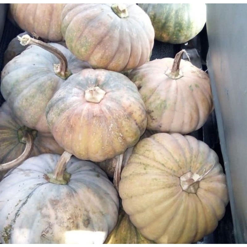 

BUAH LABU PARANG / LABU KUNING 1 BUAH UTUH FRESH