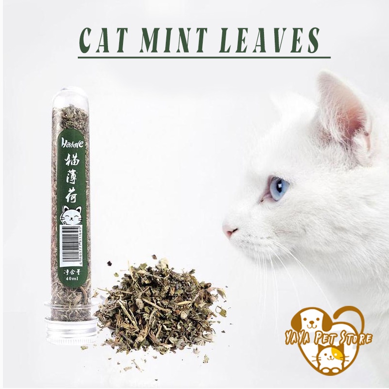 【Yayapet】Catnip Cat Daun Mint Alami Pure Cat Untuk Kucing Catnip Mint Untuk Kucing