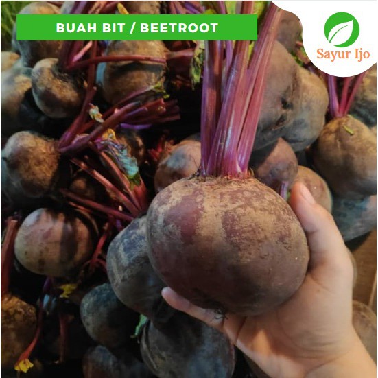 

Buah Bit 950 -1000 Gram Beet Root Fresh Organic Sayur Hijau Buah Segar Organik
