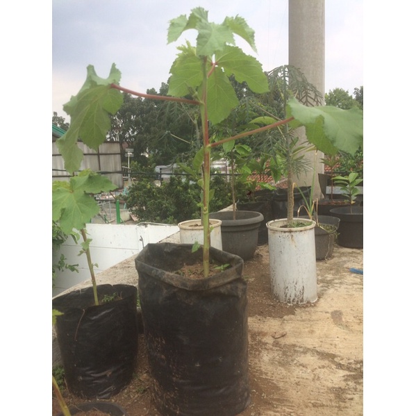 

pohon okra hijau lousiana velvet