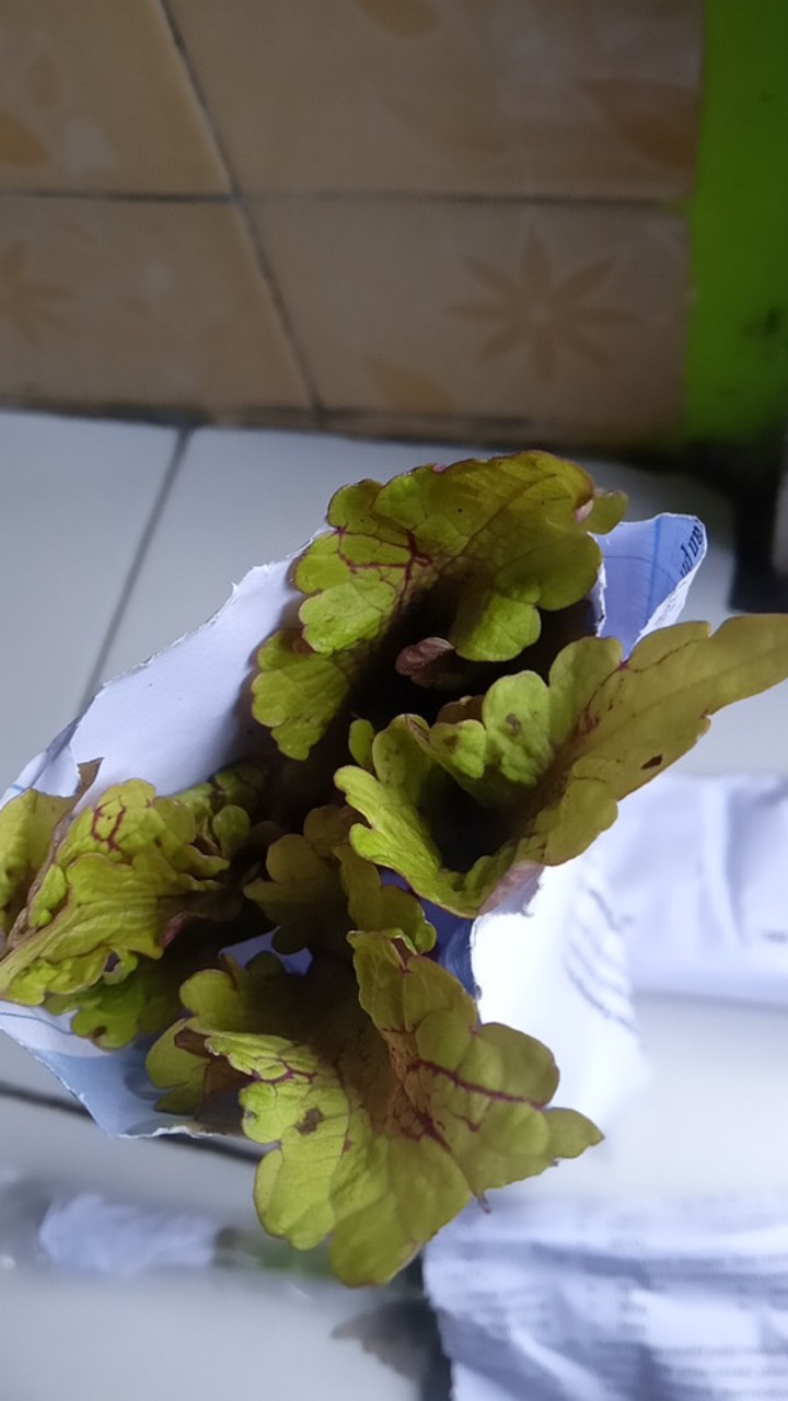 No 20 Tanaman Hias Miana/coleus/iler/jawer Kotok