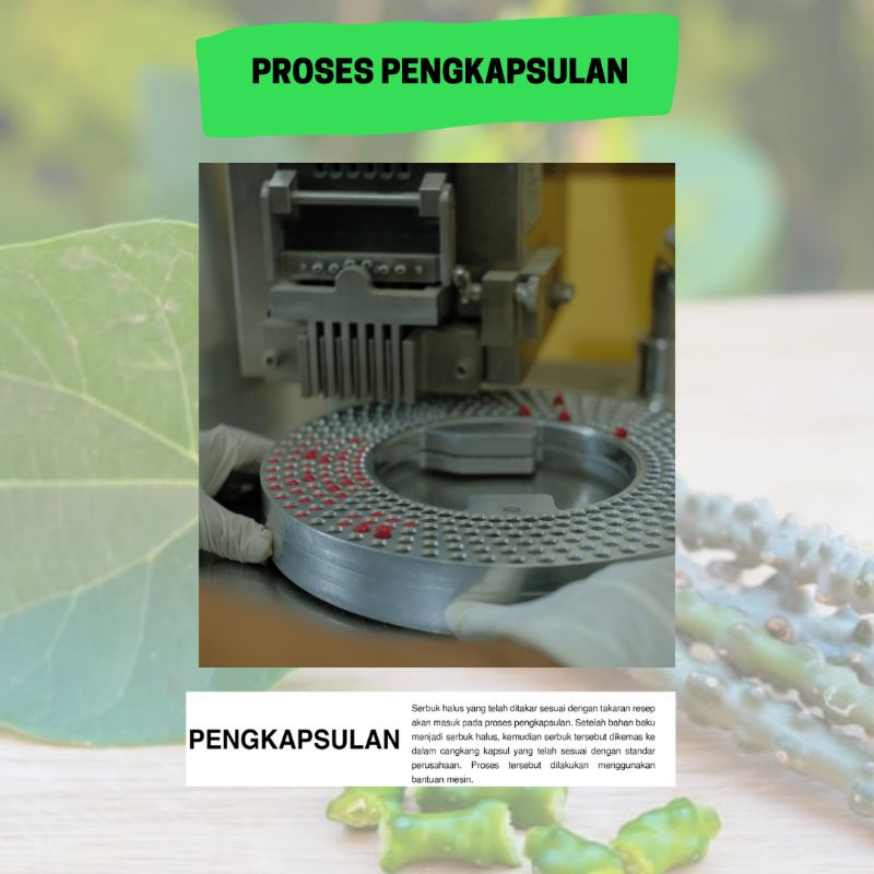 kapsul Jamu Brotowali obat gatal kulit eksim alergi biduran herbal daun jamu suplemen kesehatan isi 50 kapsul
