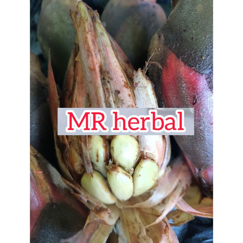 

Jual buah pining besar buah galoba hutan 500 gram