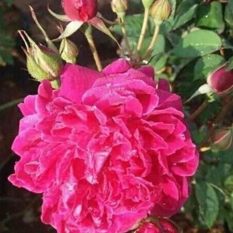 Mawar Kampung Pink Fanta