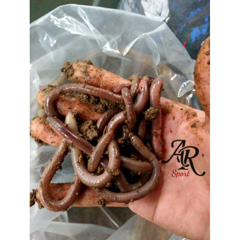 Cacing tanah | cacing kalung | cacing hidup | obat tifus | UMPAN PANCING