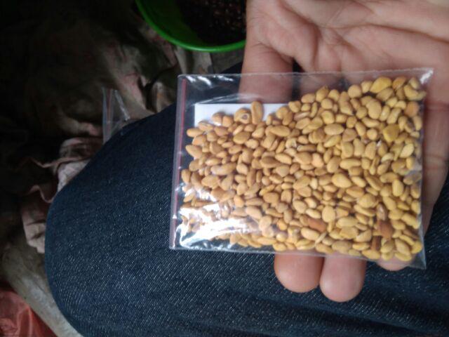 Berisi 500 Biji Benih Bonsai Kawista Batu / Kawista Kerikil Siap Semai