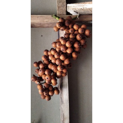 

buah rotan segar 1kg