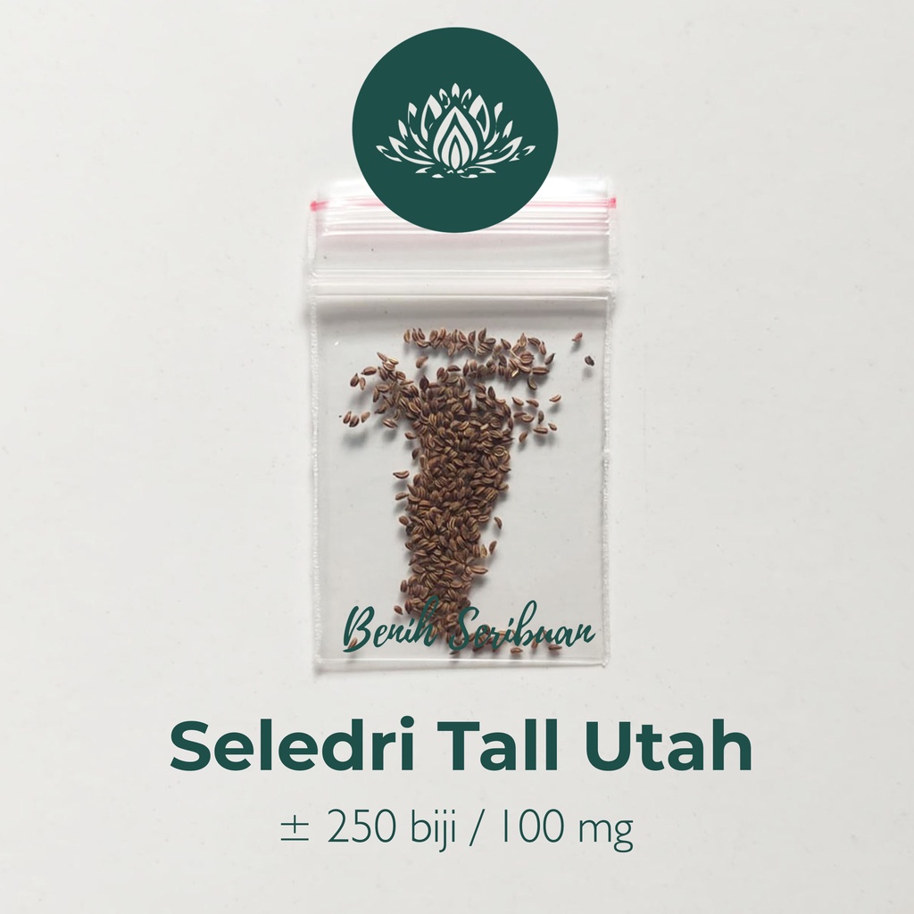 250 Bibit Seledri Batang Besar Tall Utah Benih Tanaman Sayuran Celery Stick Premium Super Unggul-6