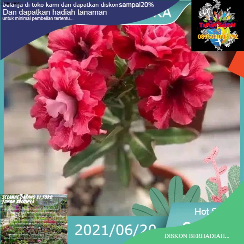 pohon kamboja jepang-adenium bunga merah bonggol besar