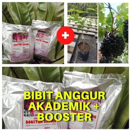 Bibit Anggur Akademik, Benih Anggur Akademik + Booster Anggur, Pupuk Anggur Cepat Berbuah