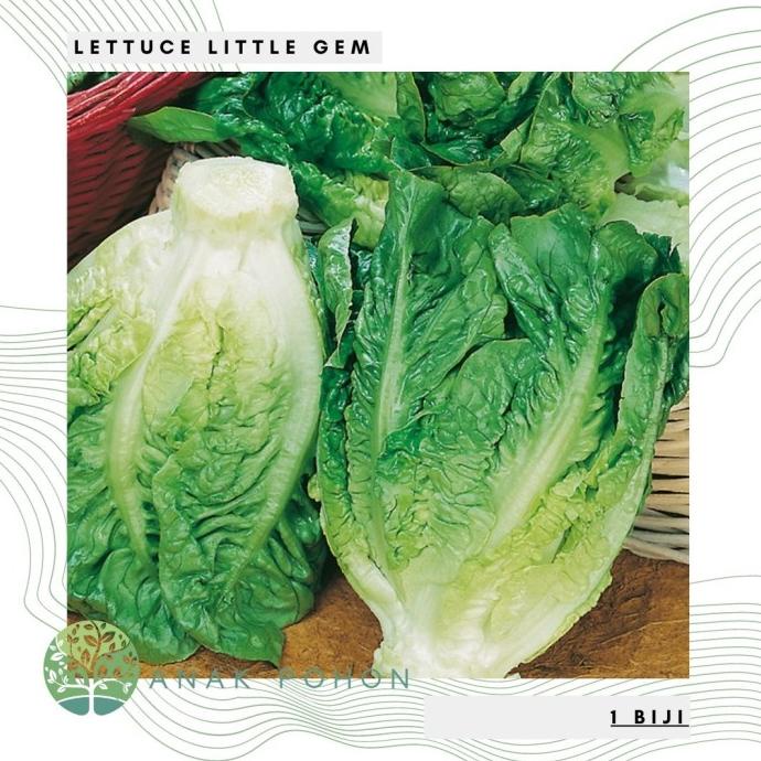 Benih Bibit Biji - Lettuce Little Gem Selada Seeds - IMPORT (5 biji) ANPN62 dijamin