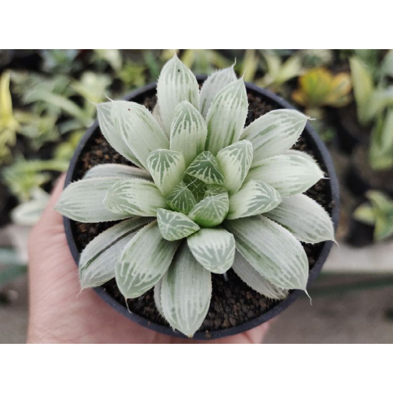 haworthia cooperi silver