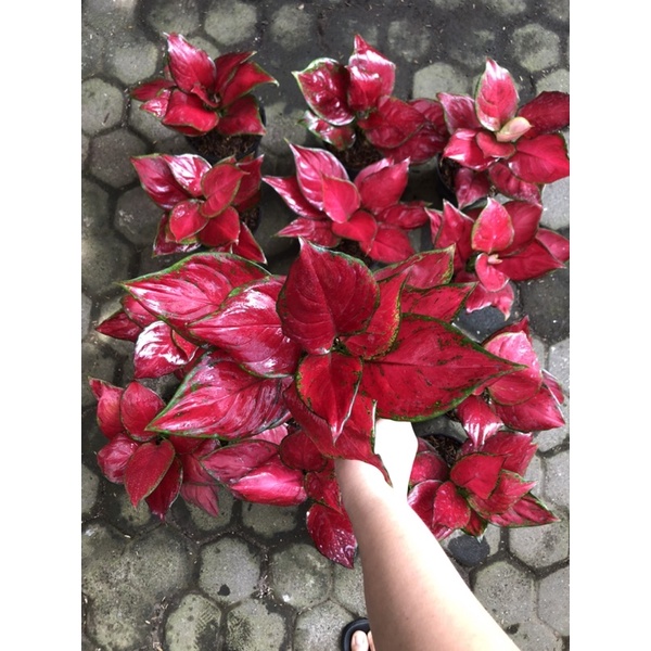 Aglaonema red queen