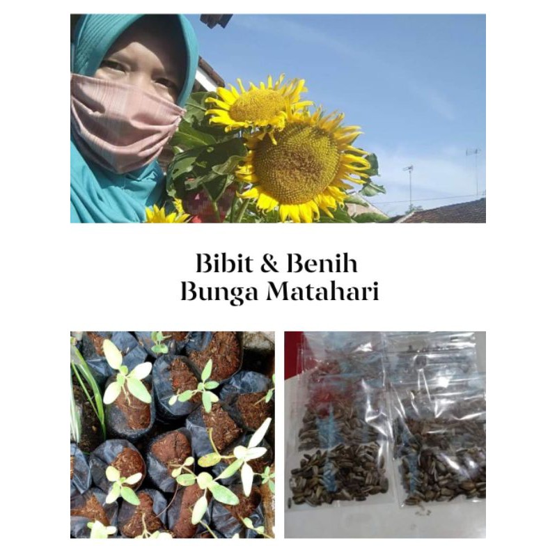 Benih Bunga Matahari