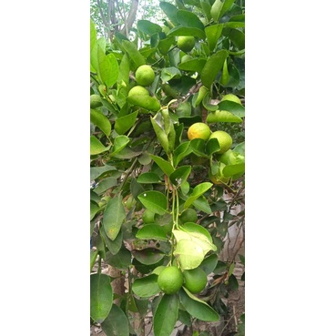 

JERUK NIPIS FRESH PESAN BARU DIPETIK