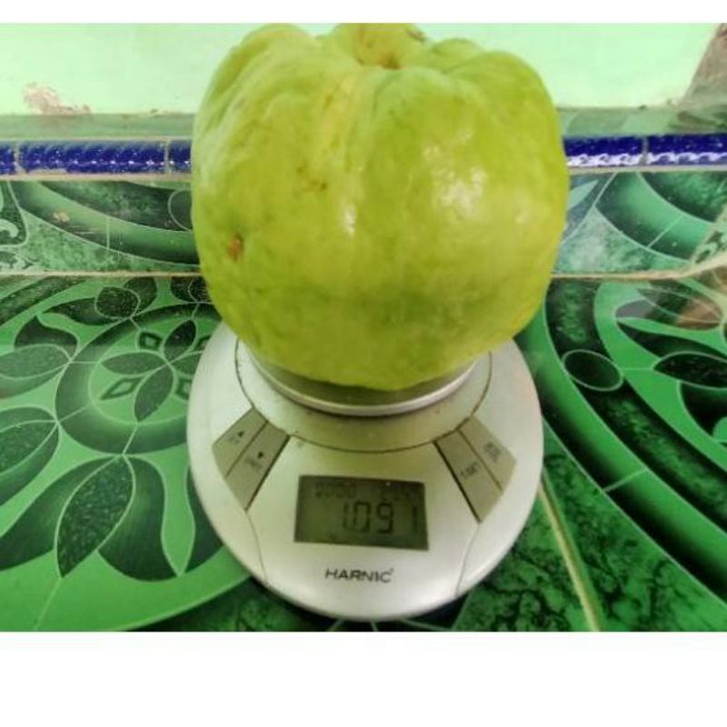 fresh cangkok jambu kristal merah jumbo asli