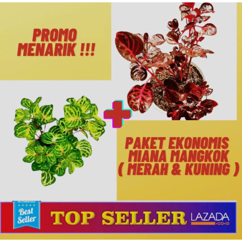 TANAMAN HIAS MIANA MANGKOK MERAH DAN MANGKOK KUNING