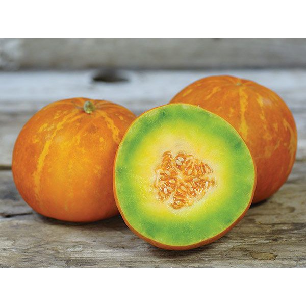 Benih Bibit Biji - Melon Thai Golden Round Cucumis melo Seeds - IMPORT