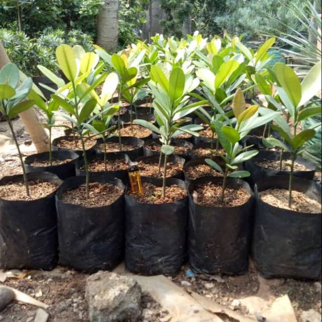 Garcinia cambogia garcinia cambodia asam gelugur pohon garcinia tanaman herbal