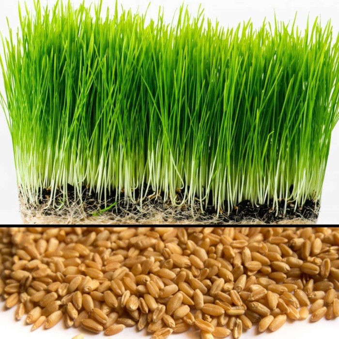 Benih bibit WHEAT GRASS - WHEATGRASS / RUMPUT GANDUM / IMPORT 50 gr
