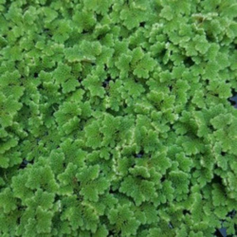 Bibit Azolla