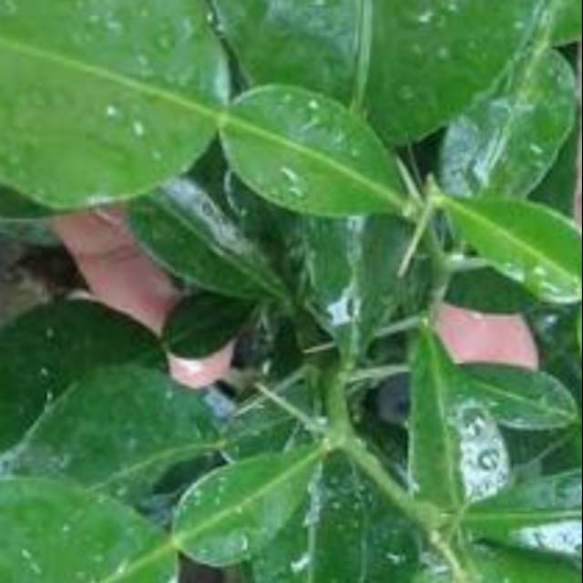 

Jual daun jeruk nipis fres