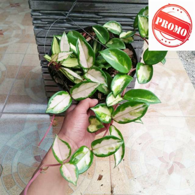 Tanaman hias hoya tri color -tanaman hidup -bunga -tanaman gantung