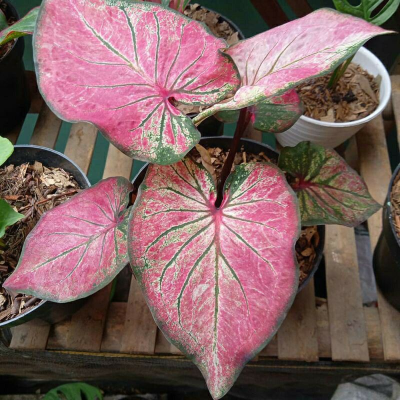keladi hanoman obong caladium hybrid