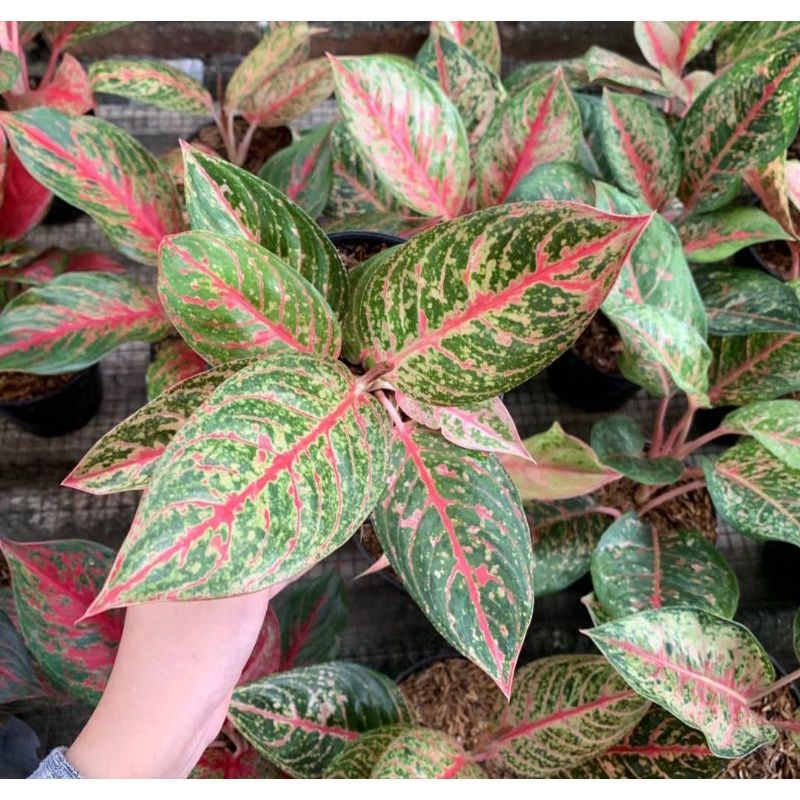 Aglonema Diana Anakan