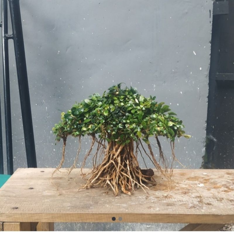  bonsai  beringin 20 cm full buce  mini Shopee Indonesia