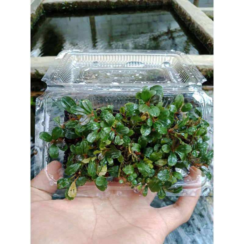 buce palendra  mini coin tanaman air tanaman aquascape