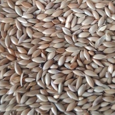 Canary Seed / Biji Kenari (repack) 1kg