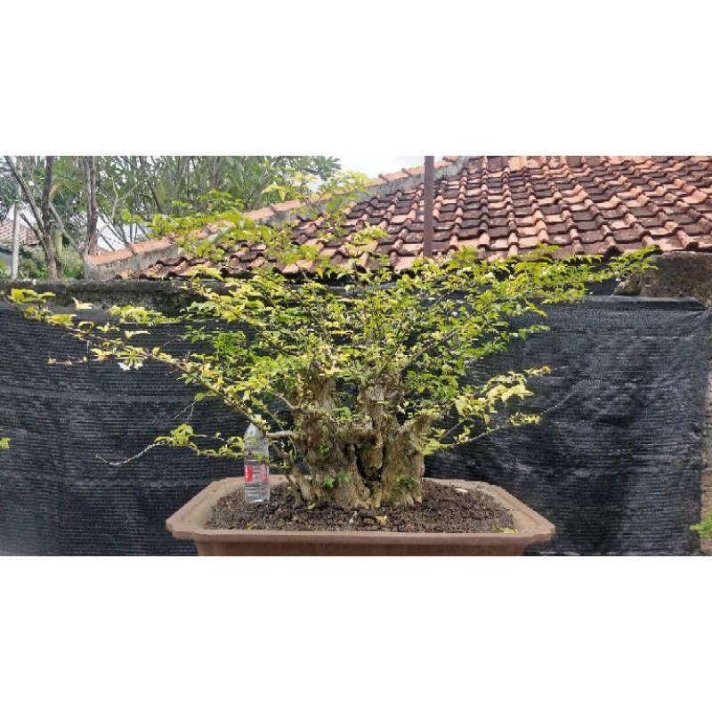 Bonsai Anting Putri size Besar Prospek