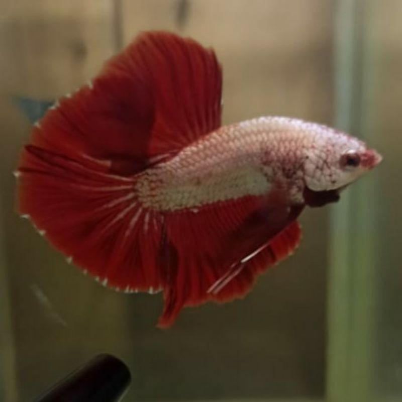 CUPANG HMPK RED DRAGON