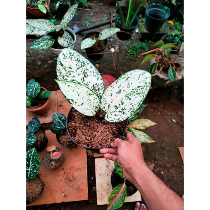 Bibit bonggol aglonema big leaf berkualitas  (TANAMAN ASLI) SUMTRAFOREST