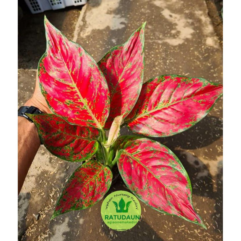 Tanaman Hias aglaonema /Aglonema RED KING
