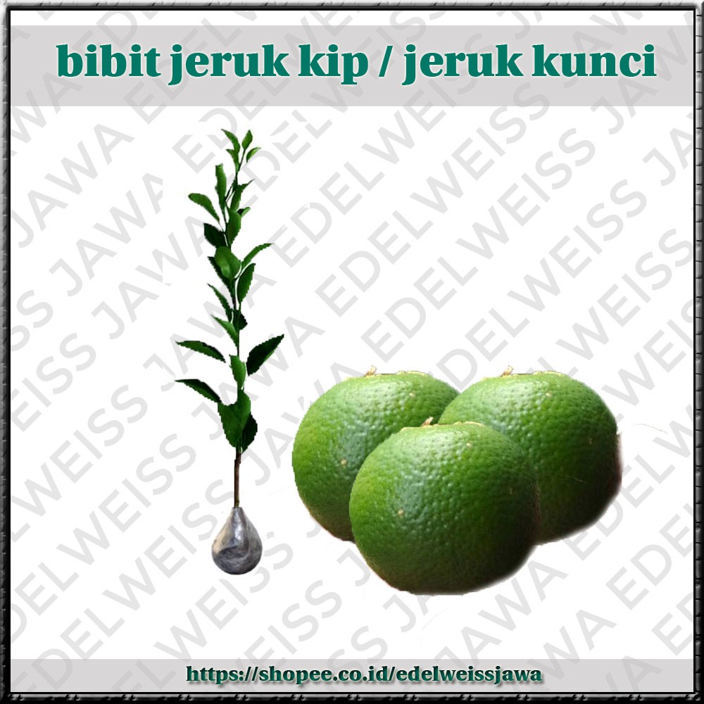 [OKULASI] Bibit Jeruk Kip / Jeruk Kunci [Bibit Unggul]