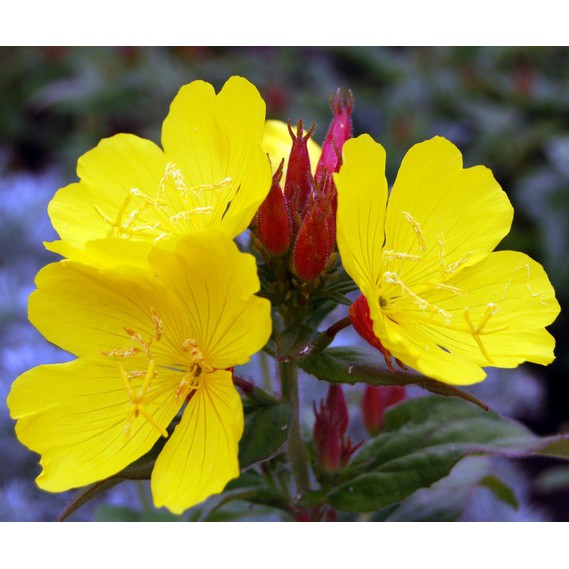 Benih Bibit Biji - Bunga Common Evening Primrose Herb Edible Flower Seeds - IMPORT - Meringankan Eksim, Menyembuhkan Jerawat, Kecantikan Kulit Alami