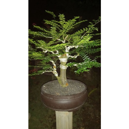 Bahan Bonsai Jeruk Kingkit