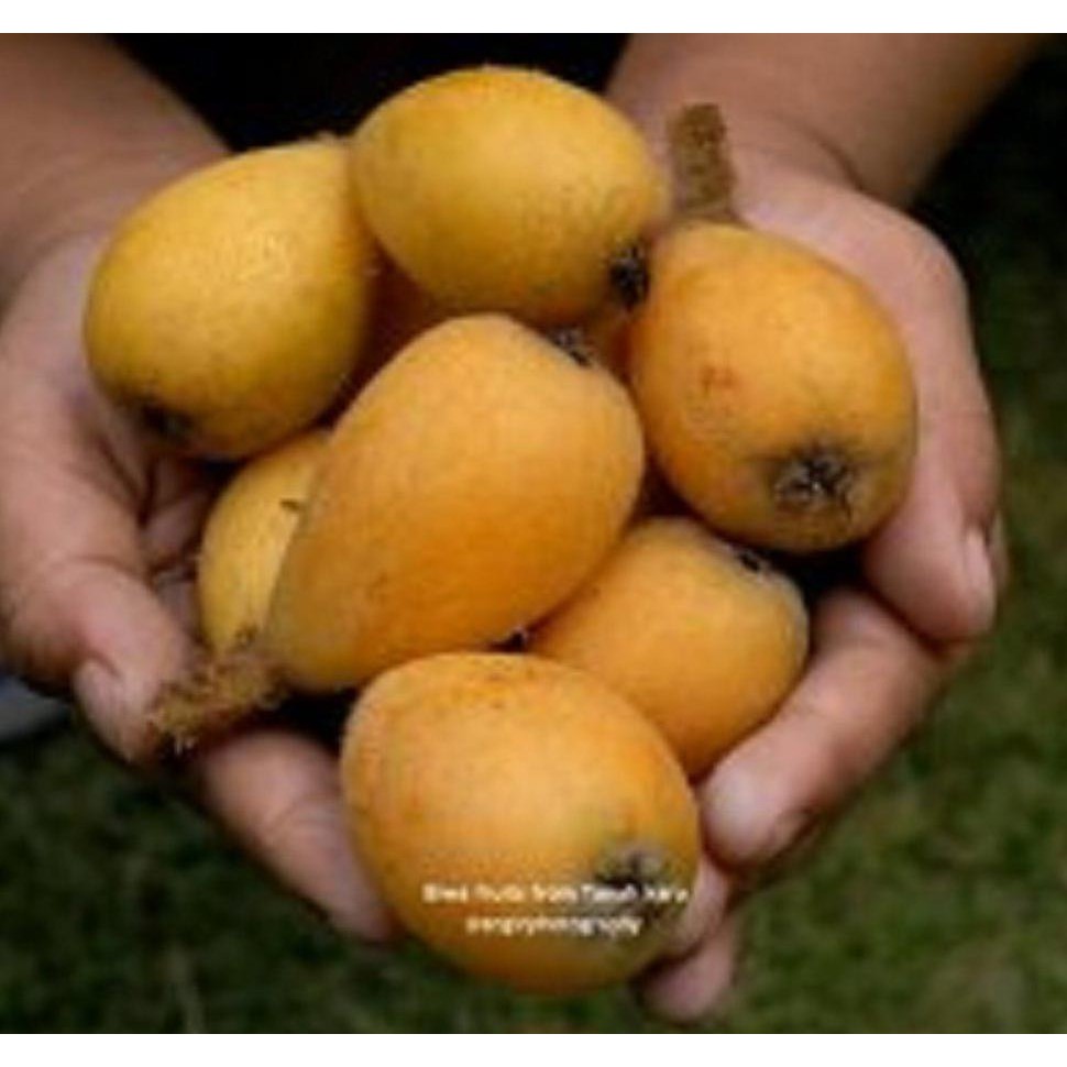 Grosir Promo Bibit Loquat/ Biwa(50Cm)Siap Buah H2O