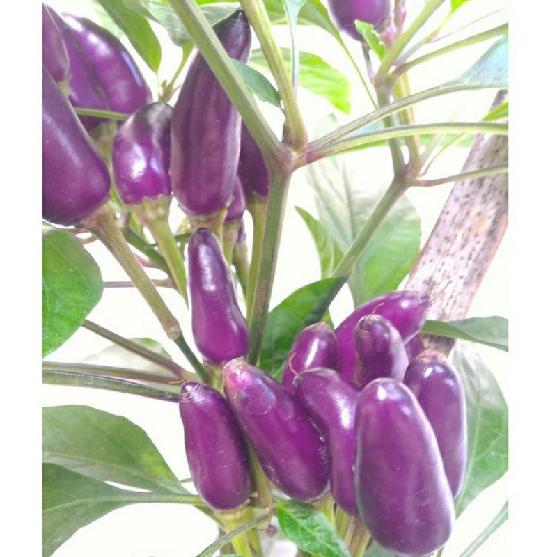 2 Benih Cabe Hias Ungu Purple Candle Light