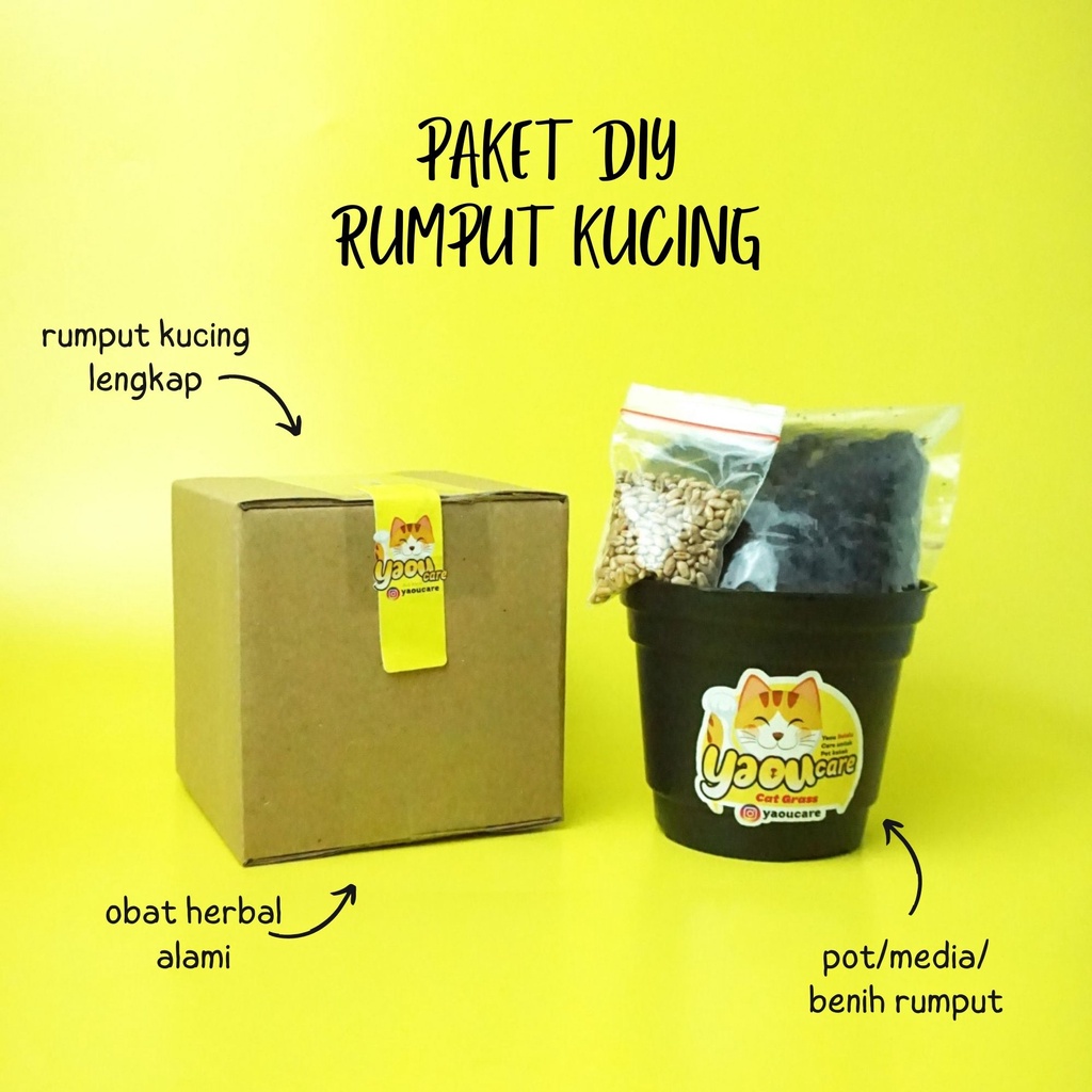 DIY RUMPUT KUCING / paket menanam rumput kucing / rumput gandum kucing