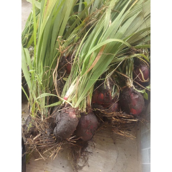 

bawang dayaksegar,,tiway,berlian,herbal