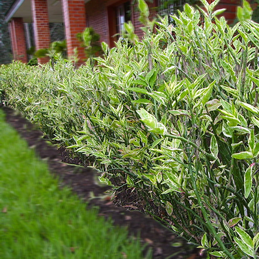 Zig Zag Zigzag Plant Patah Tulang Euphorbia Tirucalli Pedilantus Tithymaloides Tanaman Hias 1020