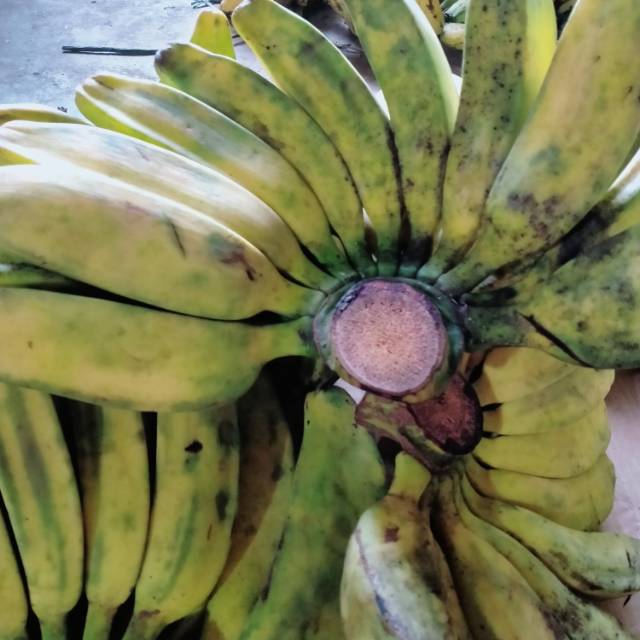 

PISANG KEPOK