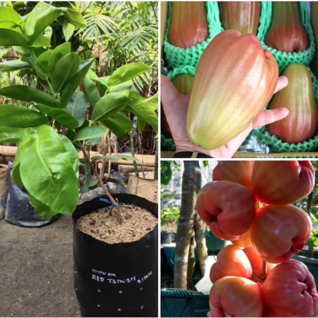 BIBIT JAMBU RED TAIWAN OKULASI (COCOK DI TANAM POT)